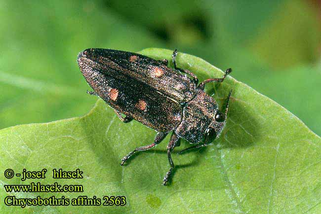 Gold pit oak splendour beetle Goldgruben-Eichenprachtkäfer Zrąbień dębowiec Златка бронзовая дубовая Krasoň šesťbodý Chrysobothris affinis Krasec šestitečný Zlatojamec zlatý