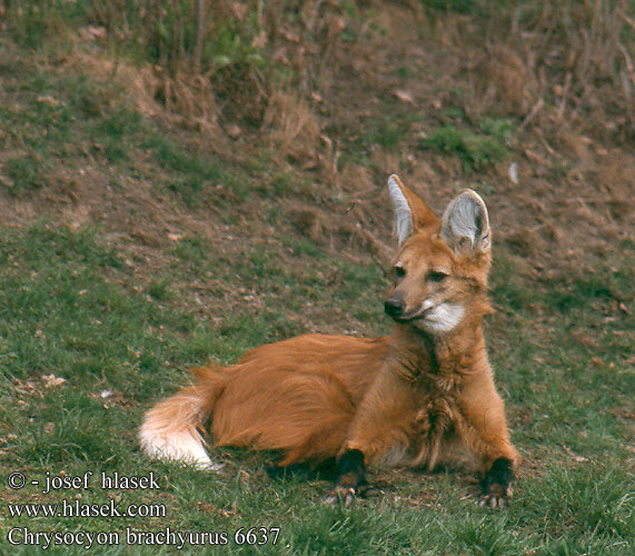 Chrysocyon brachyurus Maned wolf Mankeulv Harjasusi Loup crinière Manenwolf Lupo crine guará Mähnenwolf Wilk grzywiasty Vlk hrivnatý Pes hřivnatý Aguará guazú Manvarg זאב רעמתי Karčiuotasis vilkas Mankeulv Lobo-guará Гривастый волк Yeleli kurt 鬃狼