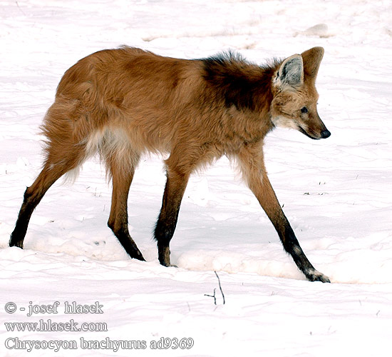 Loup crinière Manenwolf Lupo crine guará Mähnenwolf Wilk grzywiasty Vlk hrivnatý Pes hřivnatý Aguará guazú Manvarg זאב רעמתי Karčiuotasis vilkas Mankeulv Lobo-guará Гривастый волк Yeleli kurt 鬃狼 Chrysocyon brachyurus Maned wolf Mankeulv Harjasusi