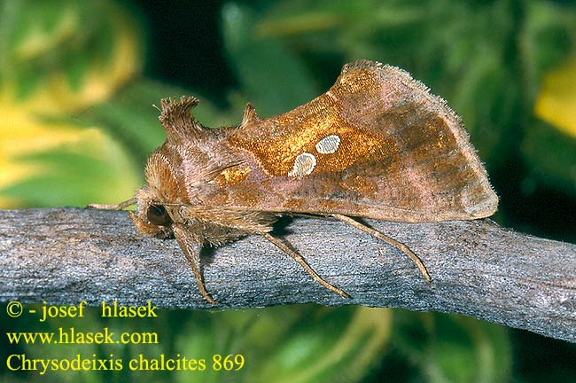 Chrysodeixis chalcites