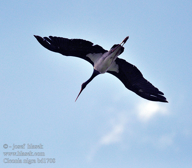 Црна рода Ciconia nigra Black Stork Sort Mustahaikara