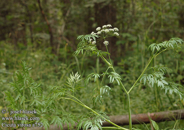 Cicuta virosa Cowbane Gyilkos csomorika Wasserschierling