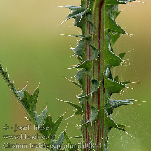 Cirsium brachycephalum Pichliač úzkolistý Kurzkopf-Kratzdistel