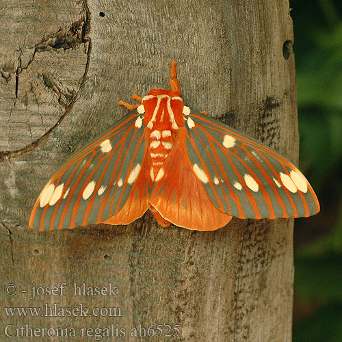 Citheronia regalis Regal moth Royal Walnut Hickory-Horned Devil Gehoornde Hickoryduivel