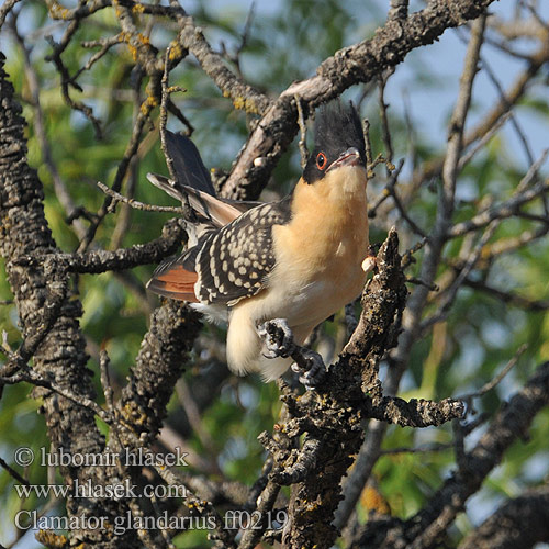 Great Spotted Cuckoo Kukačka chocholatá Häherkuckuck Skadegøg