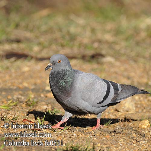 Rock Dove Klippedue Kesykyyhky Pigeon biset Rotsduif