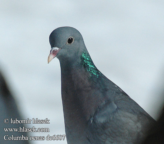 Columba oenas dc6607