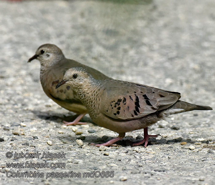 Spurvedue Common Ground-Dove Columbina Común Suomuvarpuskyyhky