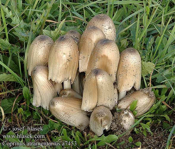 Coprinus atramentarius Coprino entintado Grå bläcksvamp blekksopp Навозник серый ヒトヨタケ Inky Cap Almindelig blækhat harmaamustesieni Coprin noir d'encre Kale inktzwam Coprino atramentario Ráncos tintagomba Faltentintling Czernidłak pospolity Gnojnica pospolita Hnojník atramentový inkoustový