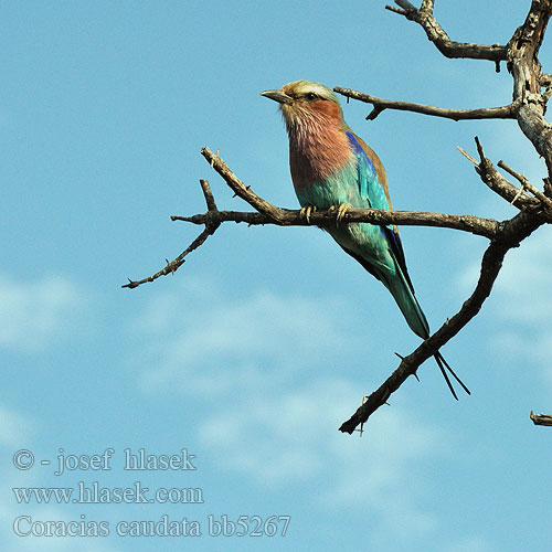 Coracias caudatus Lilac-breasted Lilacbreasted Roller Lillabrystet