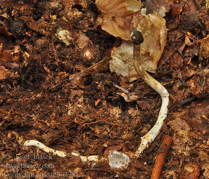 Cordyceps rouxii Elaphocordyceps Housenice Rouxova Žezlovka Rouxova