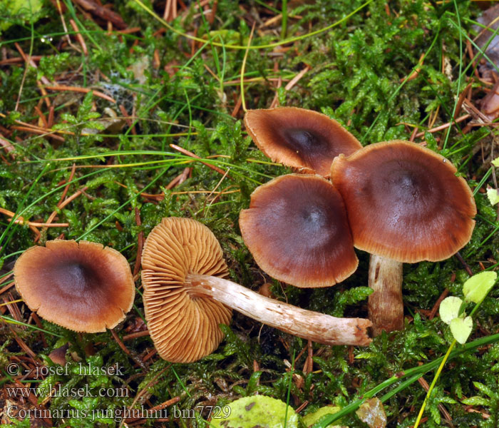 Breitsporigen Samt-Wasserkopf Samtiger Cortinarius junghuhnii Pavučinec Junghuhnův Franjeplaatgordijnzwam