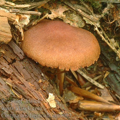 Cortinarius lignicola Dermocybe lignicolus Holzbewohnender Rauhkopf