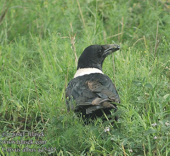 Corvus albus Pied Crow Broget krage Afrikanvaris Corbeau pie Schildraaf