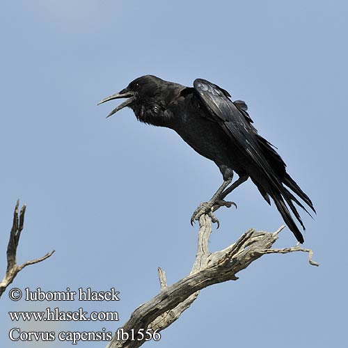 Corvus capensis fb1556