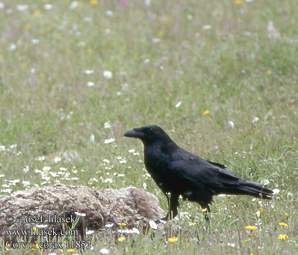 Corvus corax Raven Kolkrabe Grand Corbeau Cuervo Común Krkavec velký čierny Ravn Raaf Korppi Corvo imperiale Ravn Korp Kuzgun Corbul Krukn Holló Krauklis 渡鸦 Ворон ワタリガラス الغراب الأسود Κόρακας Corvo Крук Kuzgun עורב שחור