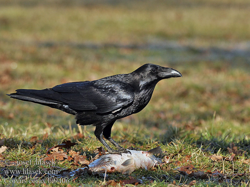 ワタリガラス الغراب الأسود Κόρακας Corvo Крук Kuzgun עורב שחו Corvus corax Raven Kolkrabe Grand Corbeau Cuervo Comúnר Krkavec velký čierny Ravn Raaf Korppi Corvo imperiale Ravn Korp Kuzgun Corbul Krukn Holló Krauklis 渡鸦 Ворон