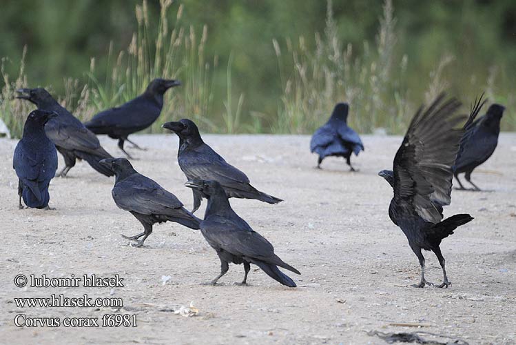 Ворон ワタリガラス الغراب الأسود Κόρακας Corvo Крук Kuzgun עורב שחו Corvus corax Raven Kolkrabe Grand Corbeau Cuervo Comúnר Krkavec velký čierny Ravn Raaf Korppi Corvo imperiale Ravn Korp Kuzgun Corbul Krukn Holló Krauklis 渡鸦