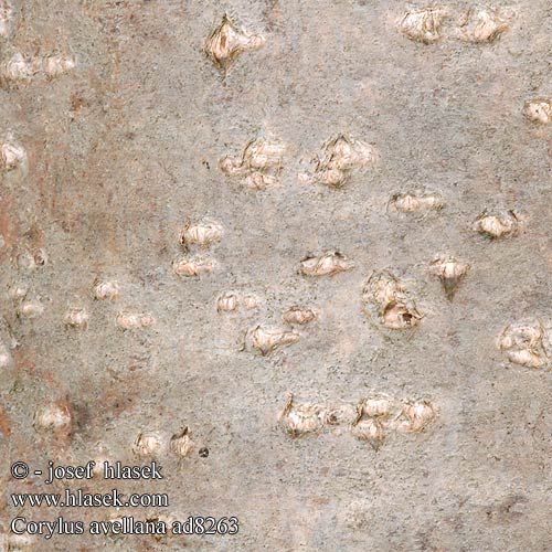 Obična lijeska Paprastasis lazdynas Európai mogyoró Ліщина звичайна