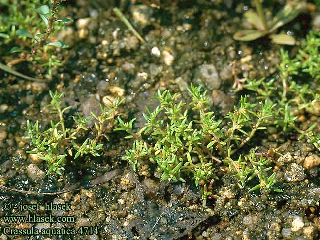 Crassula aquatica Tillaea Bulliardia Water Pygmyweed Paunikko