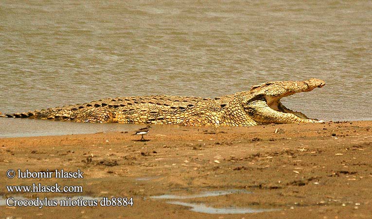 நைல் முதலை Nil timsahı Нільський крокодил Cá