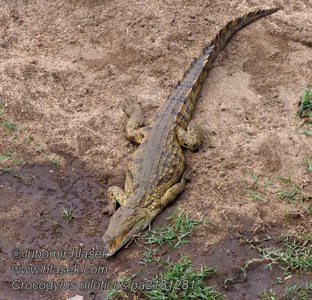 Crocodile Nil Nijlkrokodil Crocodylus niloticus