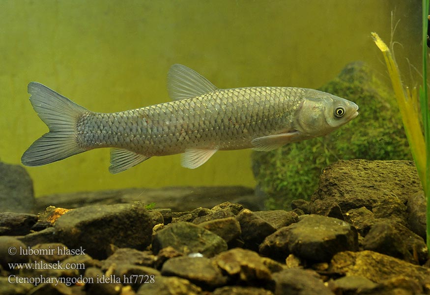 Ctenopharyngodon idella Grass carp 草鱼