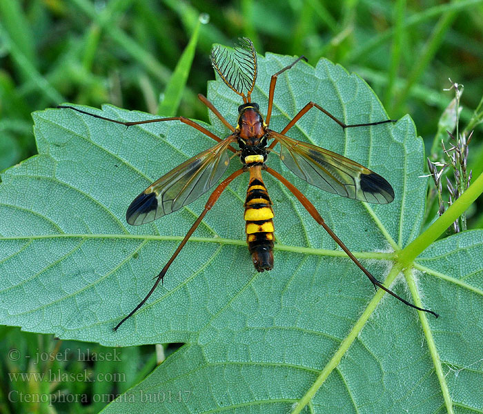 Ctenophora ornata Tipule orné