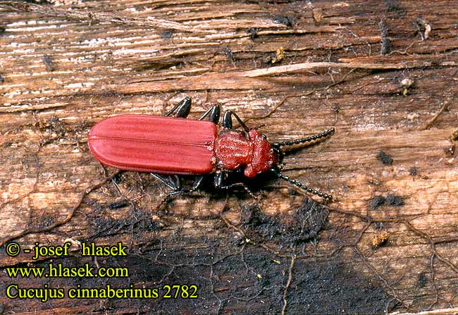 Cucujus cinnaberinus Punahärö