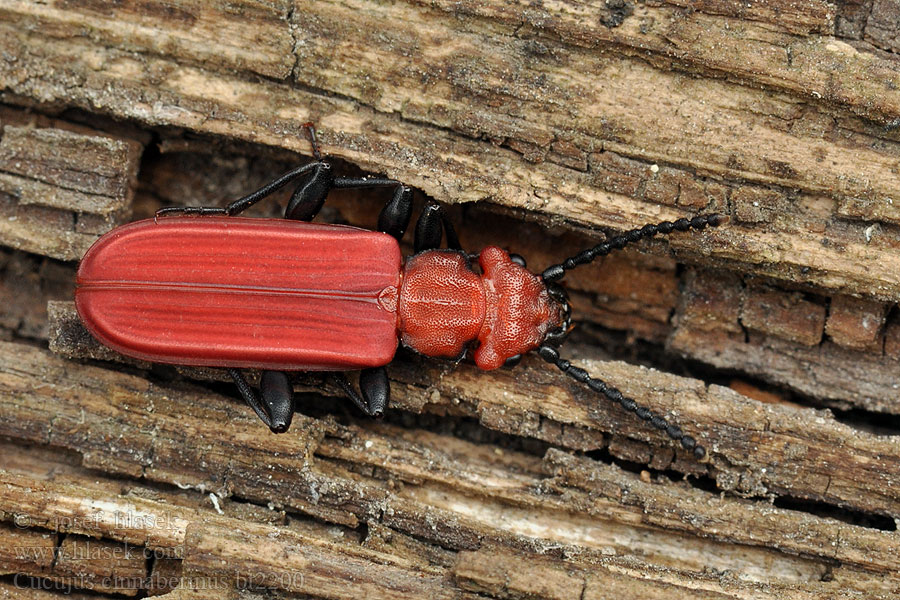 Cucujus cinnaberinus Плоскотілка червона