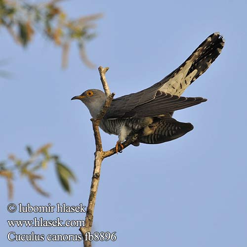 Cuckoo Kuckuck Coucou gris Cuco Europeo Kukačka obecná