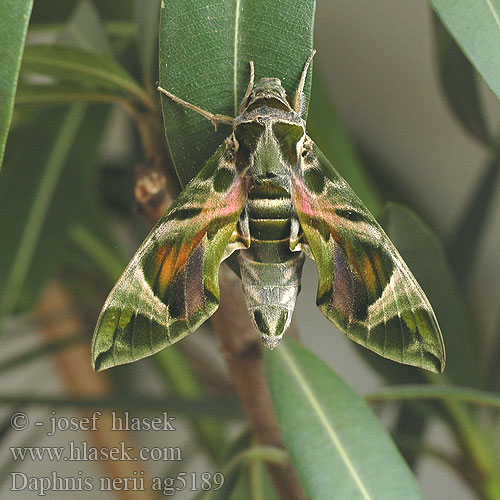 Daphnis nerii Oleander Hawk-moth Oleanterikiitäjä Sphinx Laurier-rose