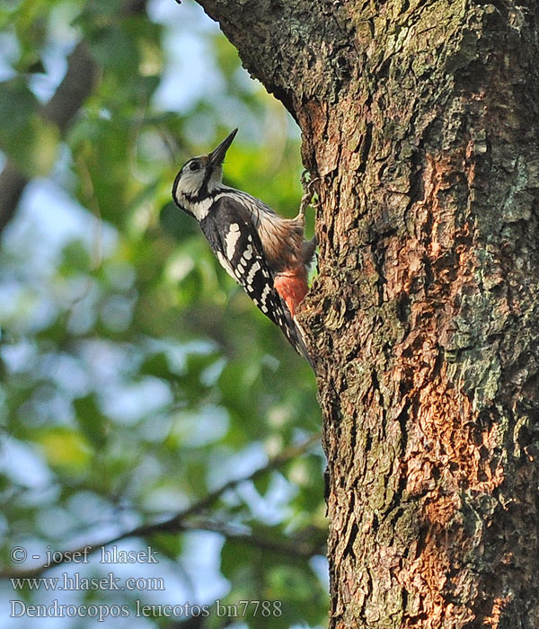 White-backed Woodpecker Weißrückenspecht Pic dos blanc
