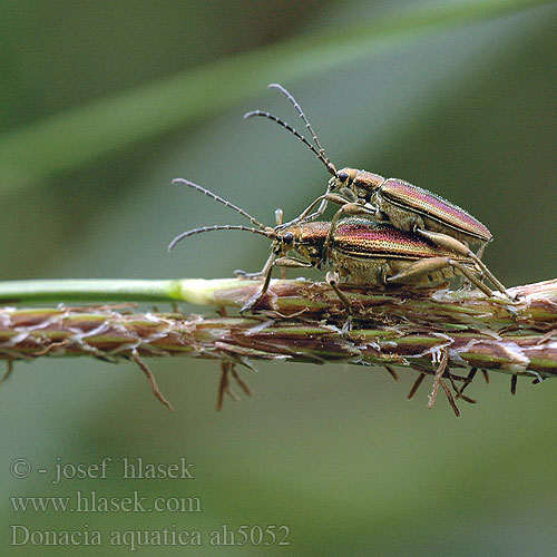 Donacia aquatica 本種はヨーロッパに分布する Reed Beetle takket sivbuk Välkeruokokuoriainen Rákosníček pruhovaný Радужница водяная
