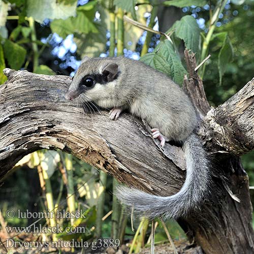 Dryomys nitedula g3889