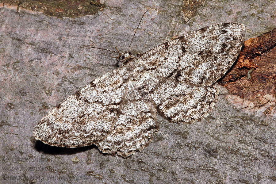 Ectropis crepuscularia Small Engrailed