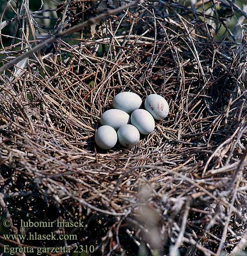 eggs nests Egretta garzetta Little Egret Seidenreiher