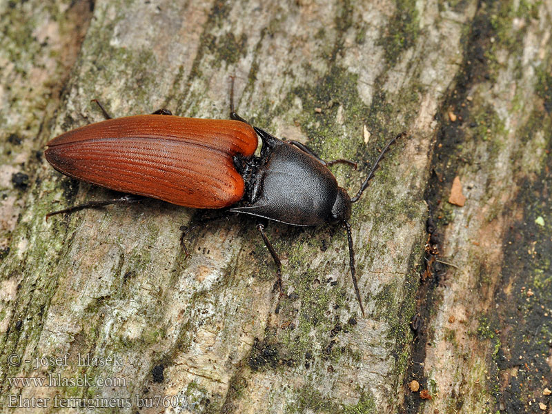 Rusty Click Beetle Elater ferrugineus