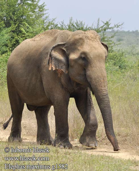 Asiya fili Азіяцкі слон Olifant Azia Elefant asiàtic Eliffant Asiaidd Asiatisk elefant India elevant Azia elefanto Eilifint na hÁise Elefante asiático 아시아코끼리 Azijski slon פיל אסייתי Azijinis dramblys Ázsiai elefánt Gajah Asia Slon ázijský Azijski Азијски слон Aasiannorsu ஆசிய யானை Asya fili ช้างเอเชีย Індійський слон Voi châu Á Elephas maximus Asian Asiatic Elephant Asiatischer Elefant Slon indický Éléphant Asie Aziatische olifant アジアゾウ Słoń indyjski Elefante-asiático Азиатский слон 亞洲象 亚洲象 Elefante asiatico