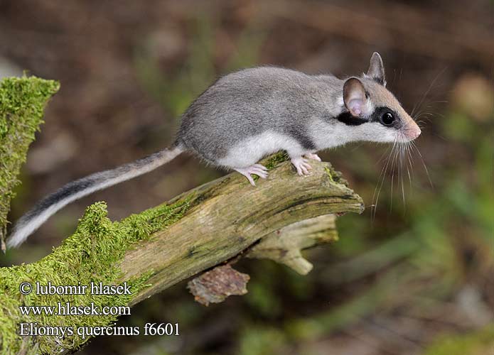 Eliomys quercinus f6601