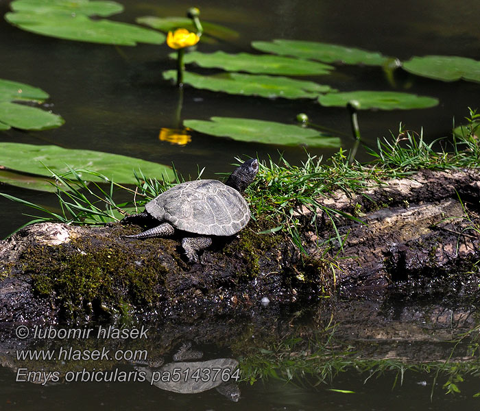 European Pond Turtle Emys orbicularis
