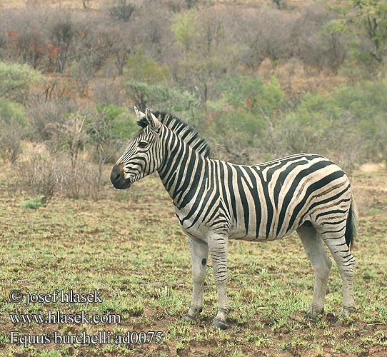 Equus zebra burchelli Plain Burchell's Steppe Zebra