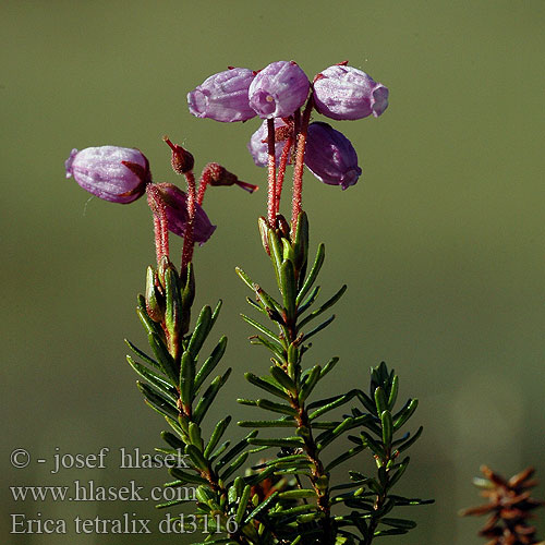 Erica tetralix Cross-leaved Heath Klokkelyng kellokanerva