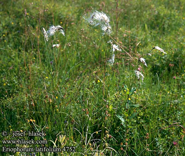 Eriophorum latifolium Grey Cotton-grass Bredbladet Kæruld