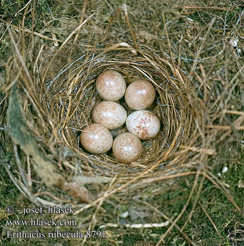 Erithacus rubecula 8791