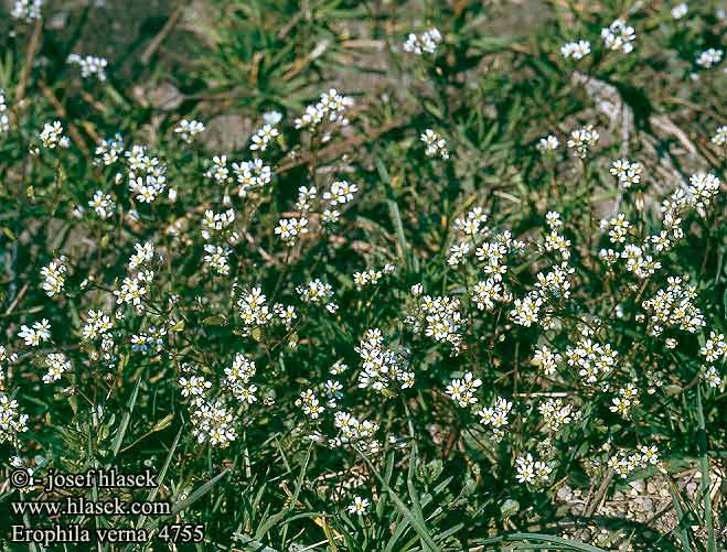 Erophila verna Vernal Whitlow-grass common Varrublom Kevätkynsimö