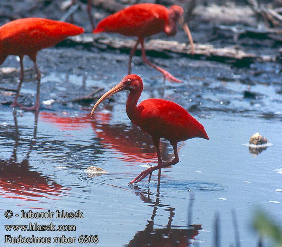 Guará Korokoro Wala Kolokolo Ибис красный или алый Ibis szkarłatny skarlátbatla Eudocimus ruber Scarlet Ibis Eufala skipper Ocorrência guará Ibis Colorada Ibis rudý Rode Ibis rouge Corocoro colorado