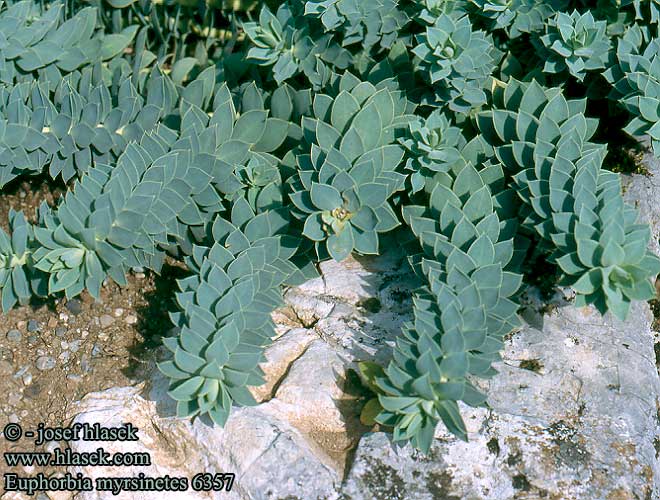 Euphorbia myrsinites Myrtle Spurge Rentotyräkki Euphorbe Corse