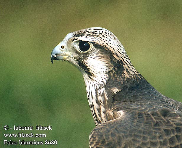 Falco biarmicus Lanner Falcon Lannerfalk