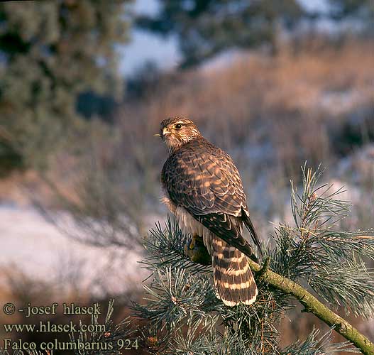 Falco columbarius 924